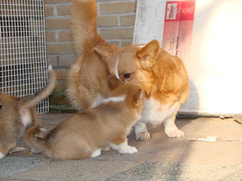 Puppies